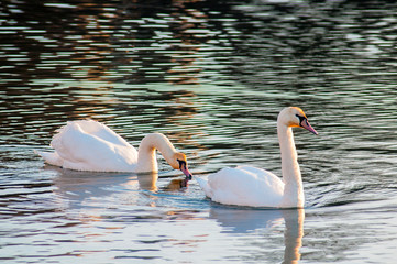 white swans on an autumn lake on a sunny day