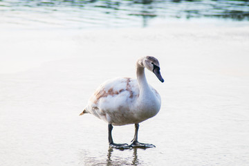 white swans on an autumn lake on a sunny day