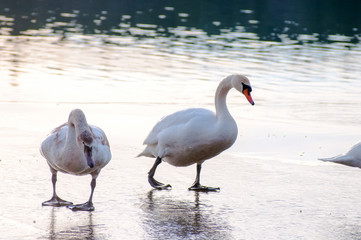white swans on an autumn lake on a sunny day