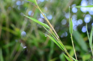  Background of native plants of the mountains of Colombia