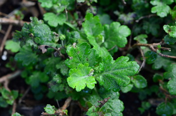  Background of native plants of the mountains of Colombia