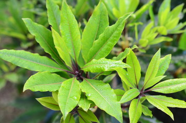  Background of native plants of the mountains of Colombia