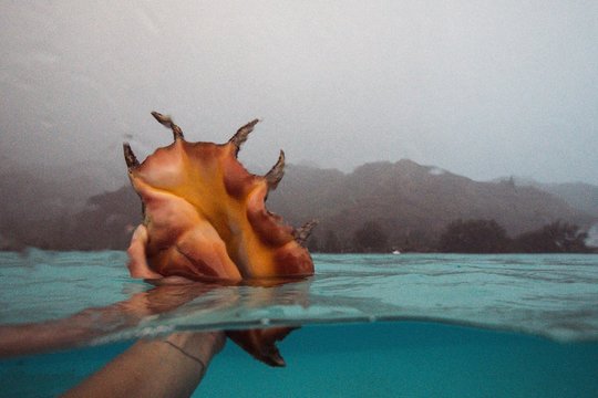sea shell being held by traveller