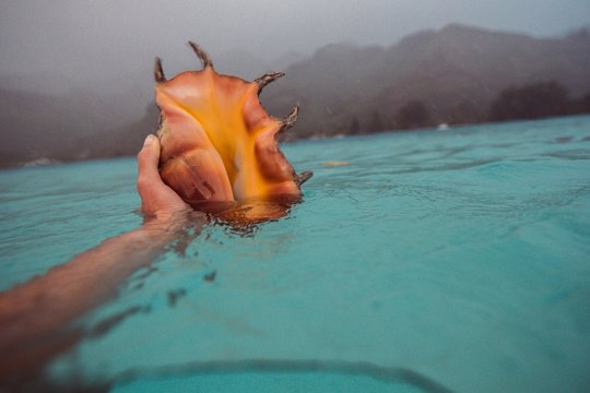 sea shell being held by traveller