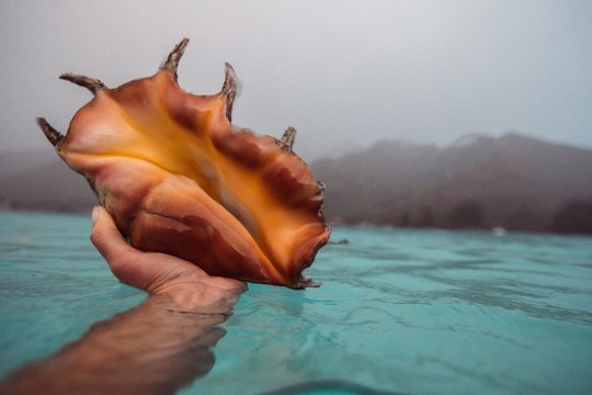 sea shell being held by traveller