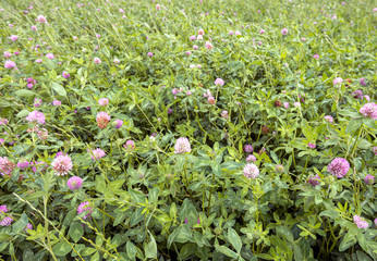 Red clover from close