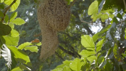 Bird's nest on the tree.