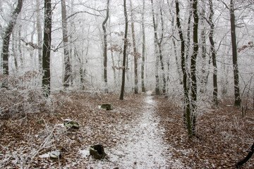 Frosted trees in forest at morning fog