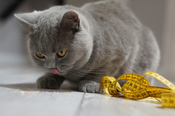 Happy fat purebred British Shorthair cat licks himself after eating a treat, tailor centimeter in the frame, overfeeding animals concept, closeup, selective Focus.