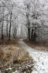 Frosted trees in forest at morning fog