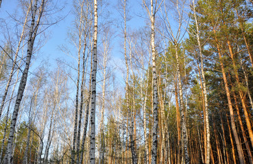 View of birch trunks and pines from bottom to top on a sunny bright spring day