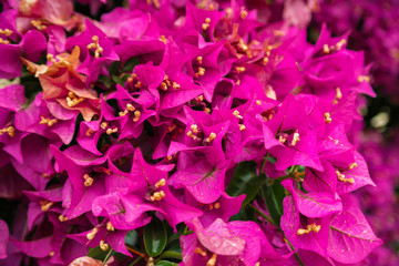 Bougainvillea large flowering bush, red