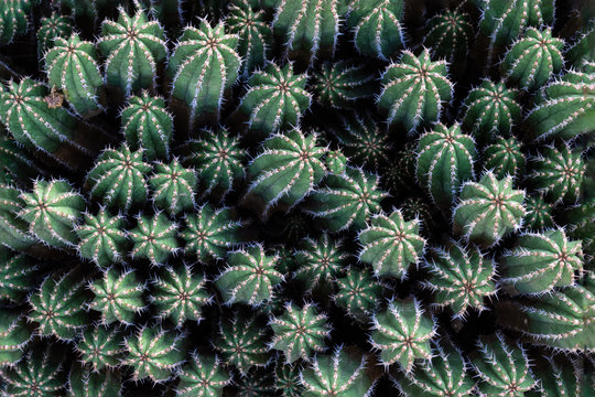 Closely grouped branches of Euphorbia Echinus, a cactus-like shrub native to Morocco, seen from the top. 