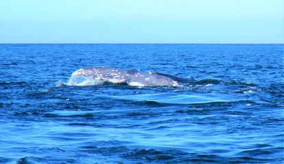 Fototapeta premium Whales off Baja, Mexico