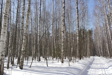 Birch forest, winter, ski trail