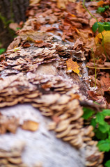 Fallen tree in autumn foliage and mushrooms