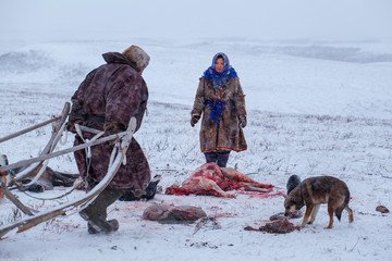 The extreme north, Yamal, the preparation of deer meat, remove the hide from the deer,