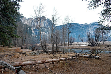 Winter fallen trees in Yosemite - USA