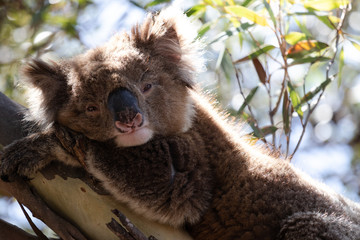 Close up of sleepy, back lit wild koala bear resting in eucalyptus mallee tree in South Australia.