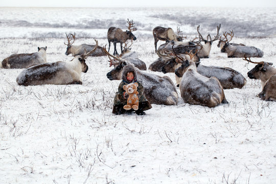 Reindeers migrate for a best grazing in the tundra nearby of polar circle in a cold winter day.