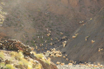 Caminhos do Himalaia