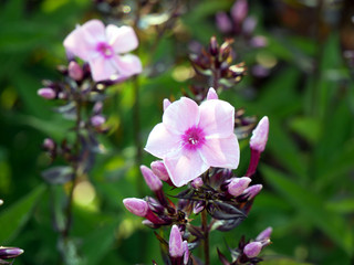 Spring in garden. Fresh fragrant flowers.