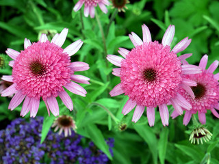 Spring in garden. Fresh fragrant flowers.