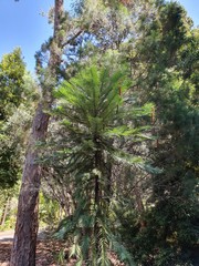 tree in the garden