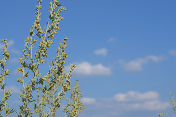Wormwood. Flowering absinthium. Background blur. Medicinal plant. Wormwood on the field in the sunlight Blooming wild field.