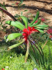 Kagaroo Paw in the Garden