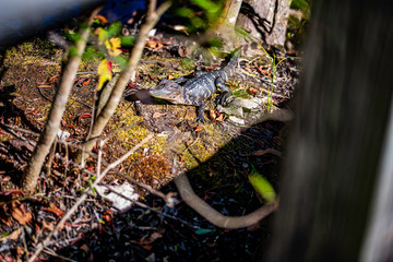 BABY ALLIGATOR