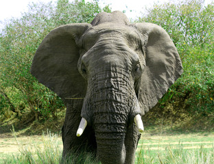 Elephant in Massai Mara National Park, Kenya