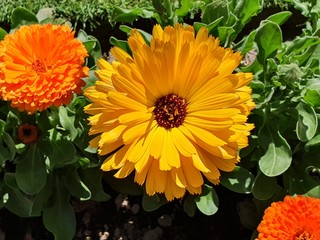 orange flowers in the garden
