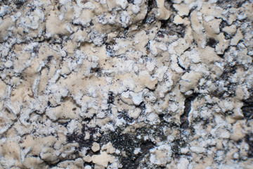 Crustose lichens form a crust that strongly adheres to the substrate.