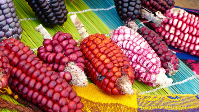 Variety of colorful cubs of corn: Indian corn, purple corn, sweet corn  on display at indigenous seed festival in Cuenca, Ecuador