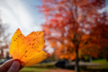 Fototapeta na wymiar Autumn leaf with tree in background