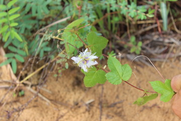 flower