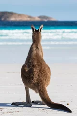 Printed roller blinds Cape Le Grand National Park, Western Australia A kangaroo contemplating life on the beach at Lucky Bay in the Cape Le Grand National Park, near Esperance, Western Australia