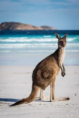 Fotobehang Een enkele kangoeroe op het strand van Lucky Bay in het Cape Le Grand National Park, in de buurt van Esperance, West-Australië © Michael Evans