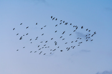 flock of birds flying in blue sky