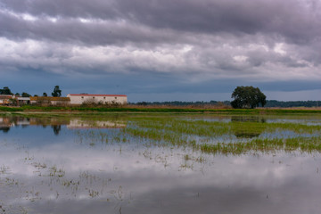 Fototapeta na wymiar landscape with rice fields and clouds