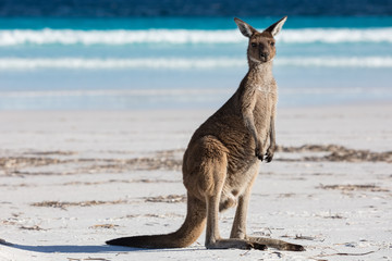 Een enkele kangoeroe op het strand van Lucky Bay in het Cape Le Grand National Park, in de buurt van Esperance, West-Australië