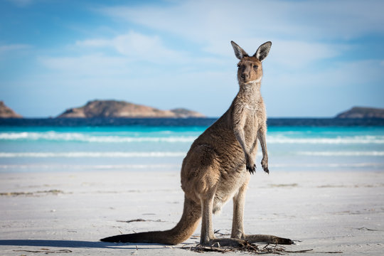 A single kangaroo on the beach at Lucky Bay in the Cape Le Grand National Park, near Esperance, Western Australia