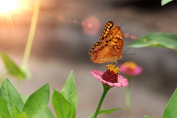 butterfly on flower