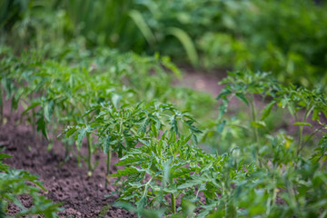 Growing tomatoes on bed in a raw in the field in the spring. green seedling of tomatoes growing out of soil. Densely planted young tomato plants ready for planting.