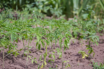 Growing tomatoes on bed in a raw in the field in the spring. green seedling of tomatoes growing out of soil. Densely planted young tomato plants ready for planting.