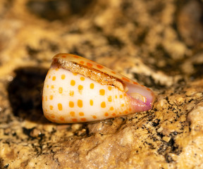 Conus tessulatus, common name the tessellated cone, is a species of sea snail, a marine gastropod mollusk. A mottled shell on a rock.