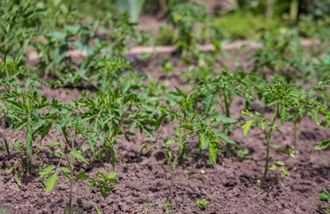 Growing tomatoes on bed in a raw in the field in the spring. green seedling of tomatoes growing out of soil. Densely planted young tomato plants ready for planting.