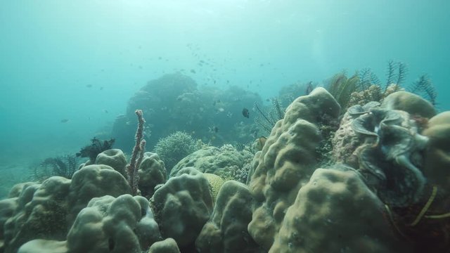 Ocean rich of Tropical fish, corals and other marine species.