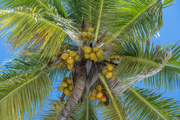 Coconut palm tree perspective view from floor high up on the beach, island of Zanzibar, Tanzania, East Africa